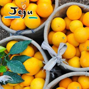 [명품제주] 산지직송 제주 황금향 1.5kg (랜덤과)