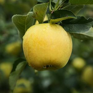 [영동직송]2025 햇 시나노골드 황금사과 6kg(3kg+3kg), (18~24과 내외, 과당 250~340g)