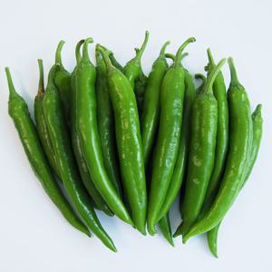 [올즈마켓]맵지않고 시원한 아삭이 오이고추 상 1kg