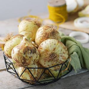 국내산 25년 햇 양파 5kg 특/요리용