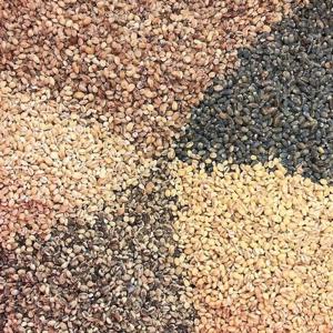 [산정마을] 지내들 오색보리 컬러보리 국내산 일반 보리쌀 2kg