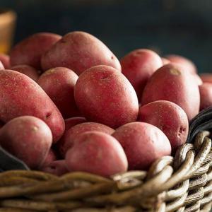 [자연맛남] 농장직송 카스테라 홍감자 5kg (중)