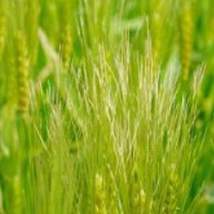 한국 청보리 녹비 보리 재래종 원예 씨앗 종자 600g (WFGYCC6)
