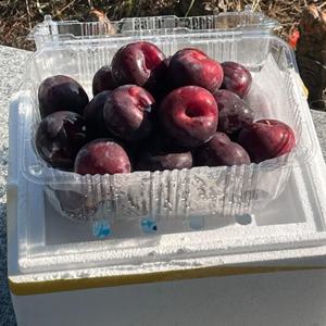 국내산 거창 체리자두 2kg 나디아