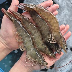 국산 활 흰다리새우 1kg 27미 내외