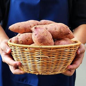 25년 해남  무농약 세척 꿀밤고구마 특상 5kg  10kg