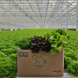 [APP전용]에상스팜 유러피안 샐러드야채 모듬쌈 로메인 상추 버터헤드 바타비아 크리스탈 1kg