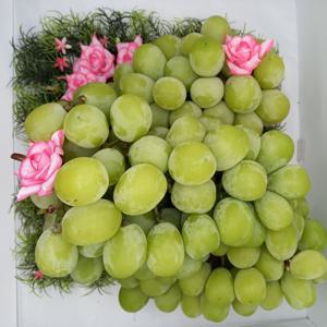 [털보네]샤인머스켓  망고향 가득품은 고당도 샤인머스켓 초신선 당일경매 달콤주의보