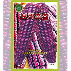 보라흑찰옥수수 80립 국거리 토종채소 뿌리채소 과채류 텃밭가꾸기