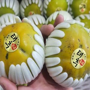 배처럼 아삭하고 단감보다 달콤한 태추 단감 (1kg/3kg/5kg)