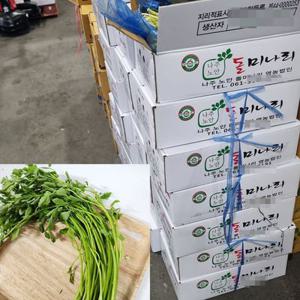 당일 수확 발송 나주 돌미나리 4kg 업소용