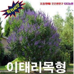 [씨앗나라] 바이텍스 (이태리목형) 씨앗 5립