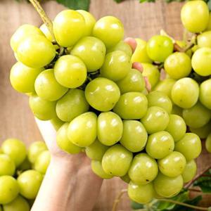 경북 영천 고당도 샤인머스켓 2kg 3-4수 외 망고포도