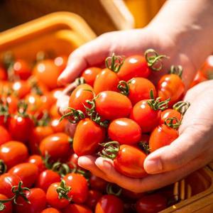 [APP 전용]GAP인증 대추 방울토마토 로얄과 2kg