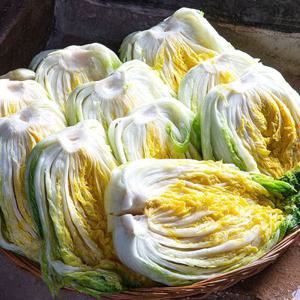 [고창직송] 절임배추 20kg (7-9포기)