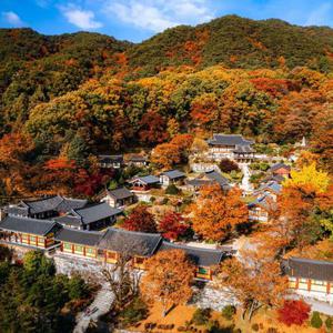[당일여행] 안빈낙도 영주 (부석사, 무섬마을 외나무다리, 소수서원 둘레길) 5회 지원특가 / 영주 1만원권 제공