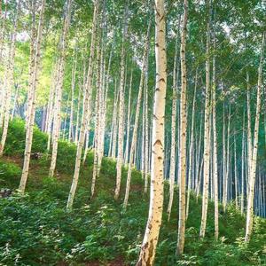 [당일여행] 인제 원대리자작나무숲, 양양 하조대, 속초중앙시장 당일여행