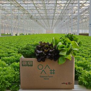 [APP전용]에상스팜 유러피안 샐러드야채 모듬쌈 로메인 상추 버터헤드 바타비아 크리스탈 1kg