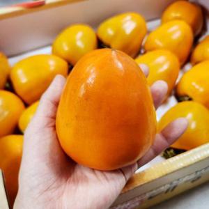 달콤한 대봉감 5kg 10kg 대봉시 홍시 곶감용 반시 아이스홍시 감말랭이