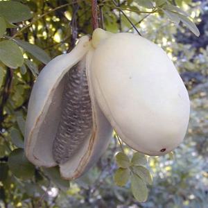 으름나무 10cm포트 덩굴식물 바나나맛 열매 백화 홍화 대실