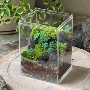이끼 제주애기모람 소림 테라리움 DIY 키트