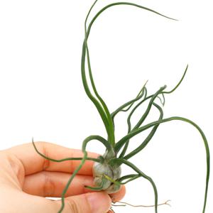 틸란드시아 볼보사 공중식물 실내공기정화식물
