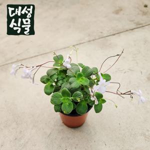 삭소롬 야생화 꽃 모종 화분 스트렙토카르푸스 연중개화 소품