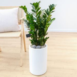 금전수 화이트원형 인테리어 거실화분 개업화분