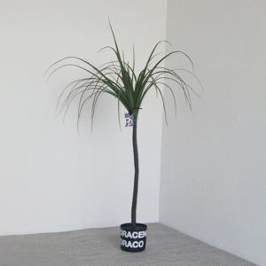 드라세나 드라코 (Dracaena draco ) 조화
