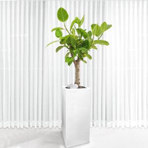 130CM 뱅갈고무나무 대형 사각 화분 실내 공기정화식물