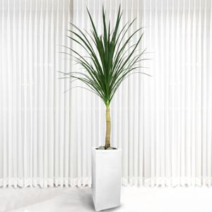 150CM 드라세나 드라코 용혈목 대형 사각 화분 실내 공기정화식물