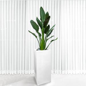 130CM 극락조 대형 사각 화분 실내 공기정화식물