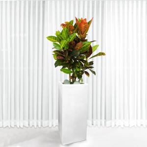 120CM 크로톤 대형 사각 화분 실내 공기정화식물