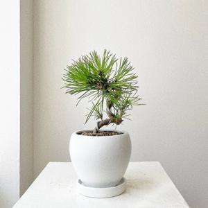 해송 소나무 분재 승진 취임 축하 영전 화분 플랜테리어 피톤치드