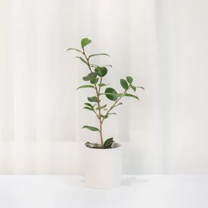 향동백 랜덤 소품 분홍꽃 꽃화분 월동 인테리어식물