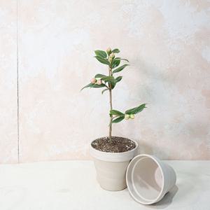 향동백 랜덤 중품 분홍꽃 꽃화분 월동 인테리어식물