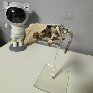 도마뱀 피딩대 크레스티드 게코 크레 용품 파충류 핸드피딩