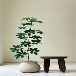 홍콩야자 쉐프렐라 키우기 관엽 공기정화식물 플랜테리어 거실 빈티지화분 집들이선물