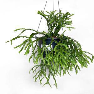 석송 플레그마리오이데스 실내 카페 행잉식