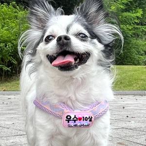 커스텀 주문제작 강아지 야간산책 이름표 네임택 인식표 LED 라이트 목걸이 C타입 충전식