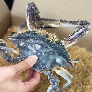 국내산 태안 가을 톱밥 활 꽃게 2kg 3kg 숫꽃게 수꽃게 암꽃게 혼합