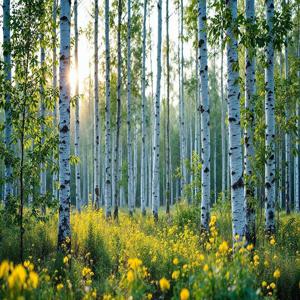 금전운 집들이선물 인테리어  노란꽃 자작나무 그림 액자