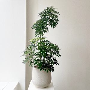 쉐프렐라 홍콩야자 공기정화식물 플랜테리어 집들이 개업화분 스톤라이트화분