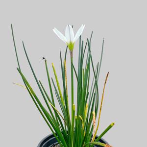 흰색 샤프란 싱그러운 소형 식물 모종