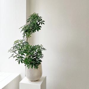 쉐프렐라 홍콩야자 실내공기정화 플랜테리어 집들이 개업화분 스톤라이트화분