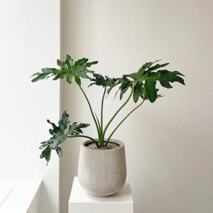 필로덴드론 호프셀렘 스톤라이트 화분 집들이 개업 플랜테리어 공기정화식물