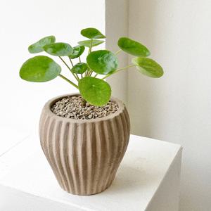 필리아페페 동전풀 실내공기정화식물 플랜테리어 중국돈나무 화분 베트남토분