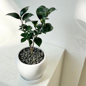 동백나무 겨울꽃 플랜테리어 공기정화식물 꽃나무 소형 화분