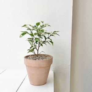 칼라 무늬벤자민고무나무 공기정화식물 개업화분 플랜테리어 이태리토분 소형