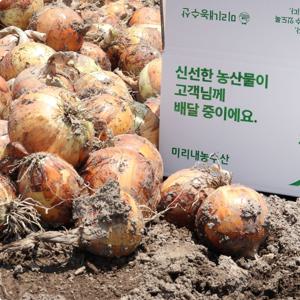 양파, 깐양파 국내산 무안 햇양파 3kg 5kg 10kg